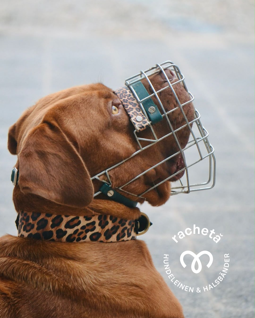 Leo Look - Biothanehalsband Spot