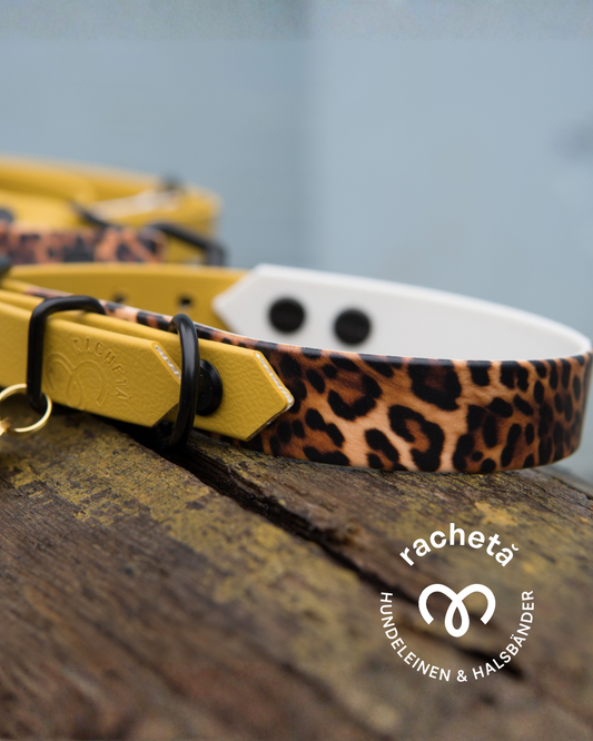 Ein Halsband von racheta aus Biothane mit Leomuster und Verschlussseiten in senfgelbem Biothane und schwarzen Beschlägen.
